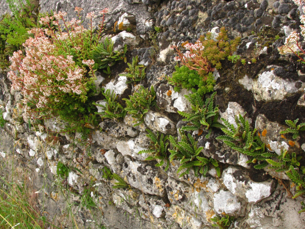 Sedum blanc et Cétérach officinal sur vieux mur © Jean Terrisse